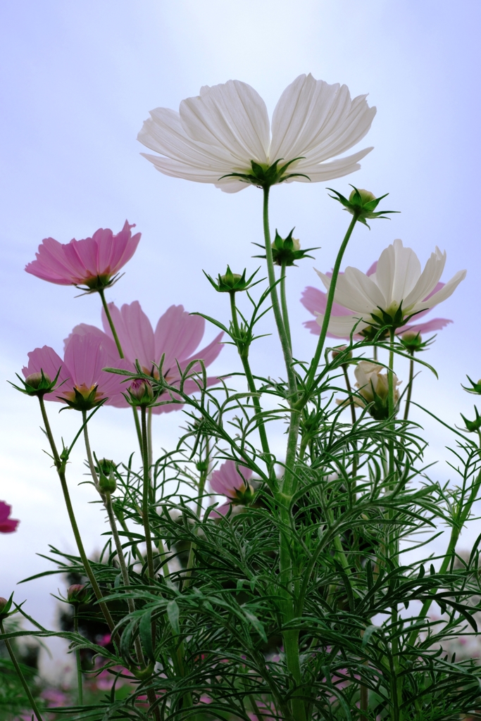秋が深まりコスモスたちが見頃＃７
