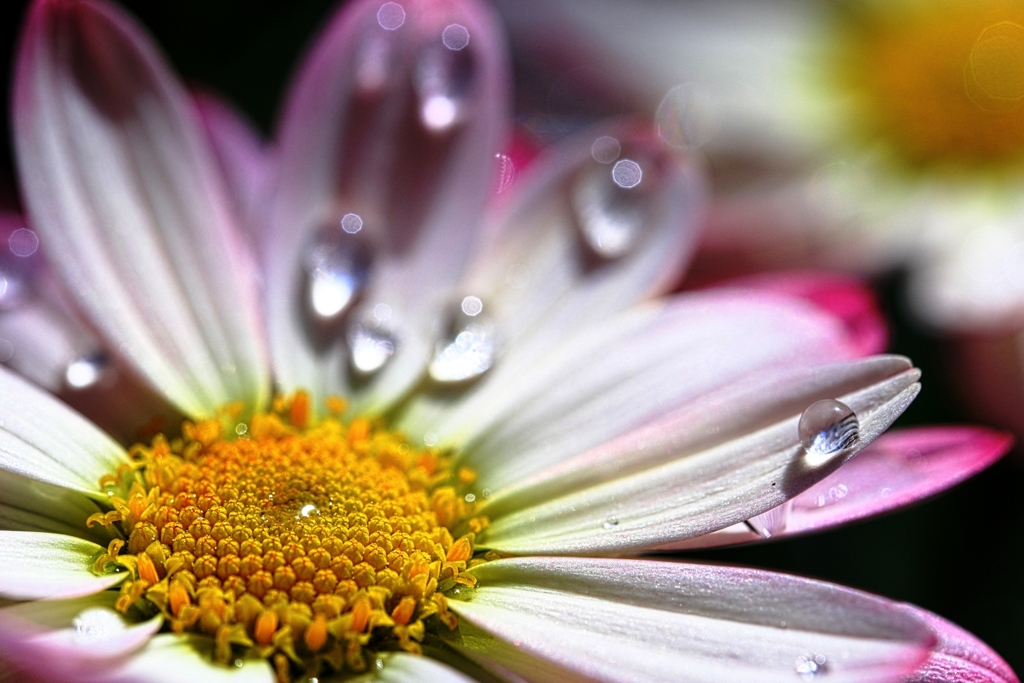 雨上がりの雫＃２