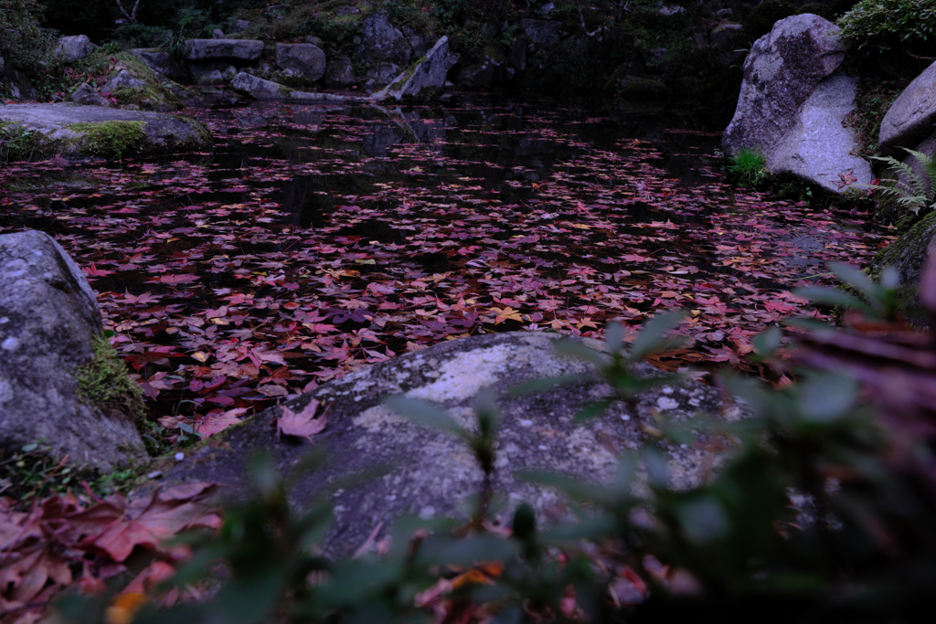 金剛輪寺の紅葉＃５