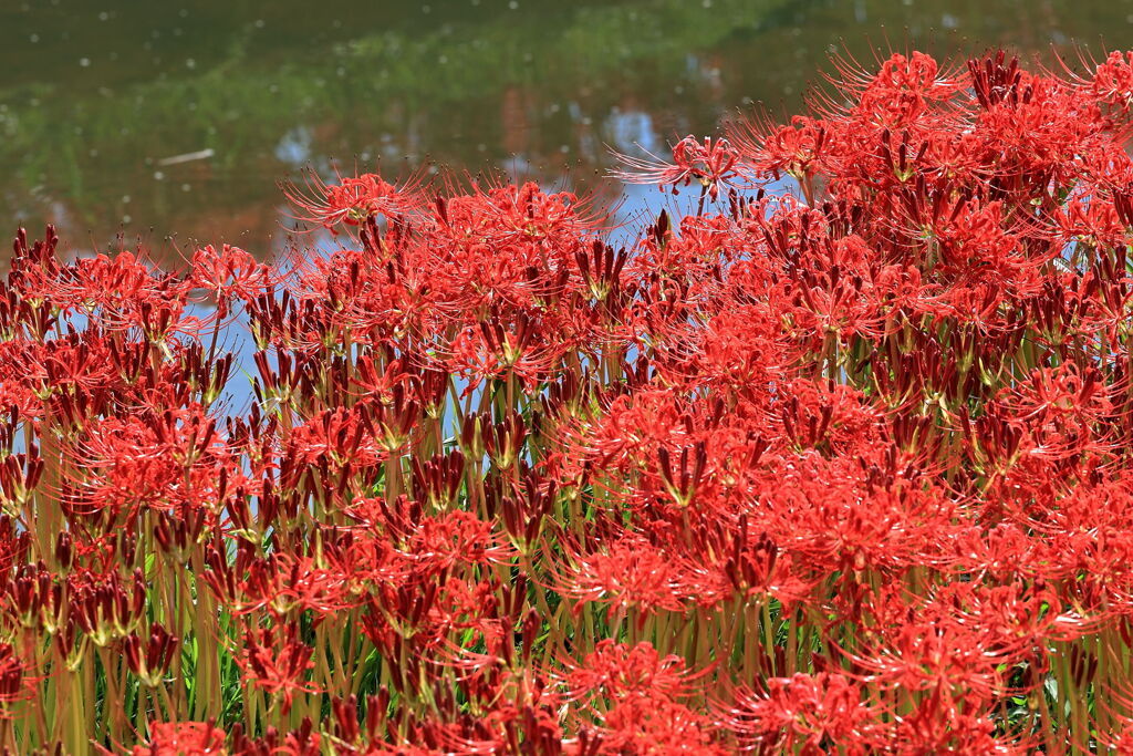 逢妻女川の彼岸花＃１