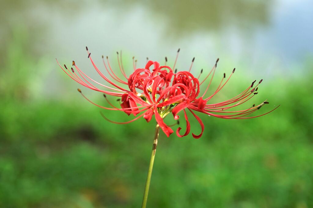 今年も咲き始めたリコリスの花＃４