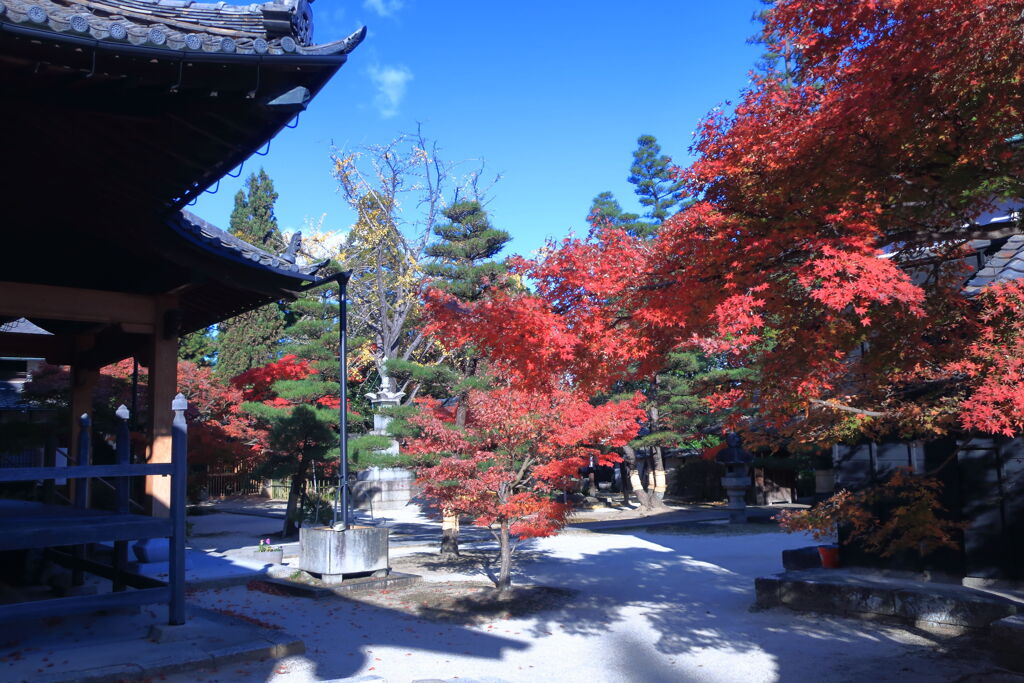 地元のお寺で紅葉狩り＃４