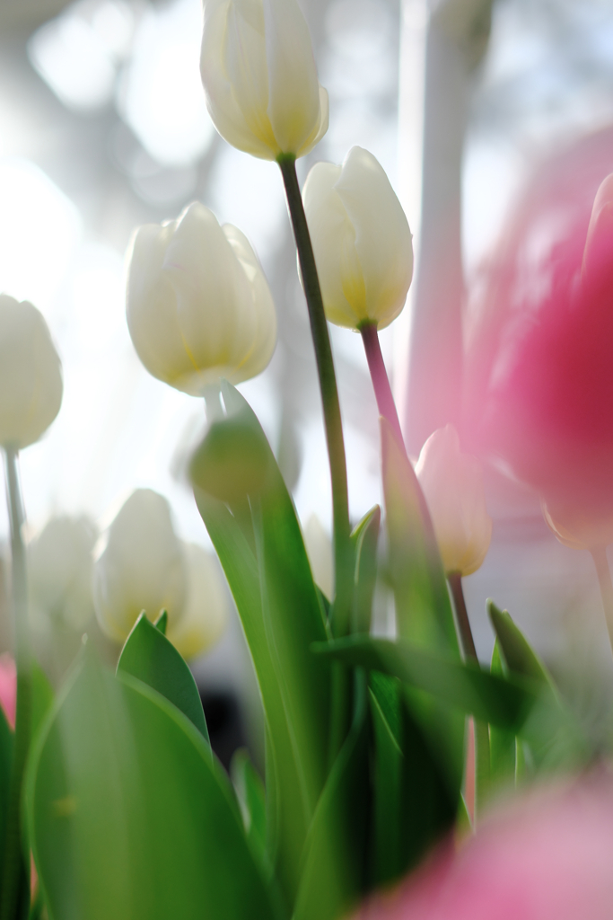 春はウキウキ花の季節＃８