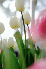 春はウキウキ花の季節＃８