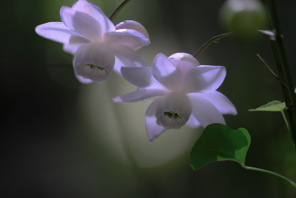 今年もレンゲショウマに逢いに＃７