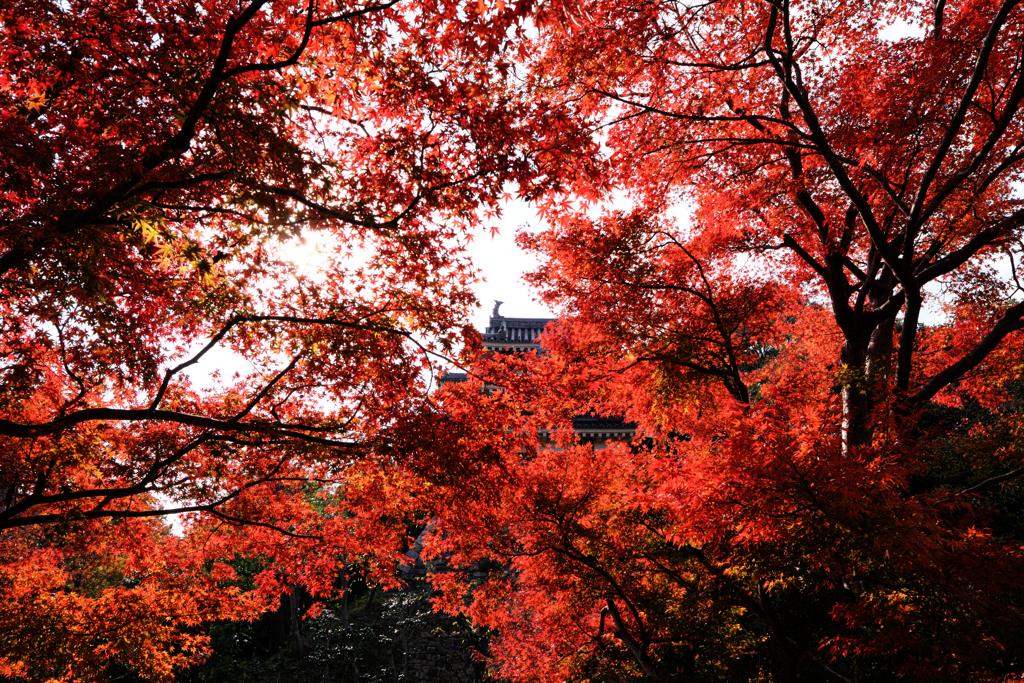 西尾歴史公園と尚古荘の紅葉＃２