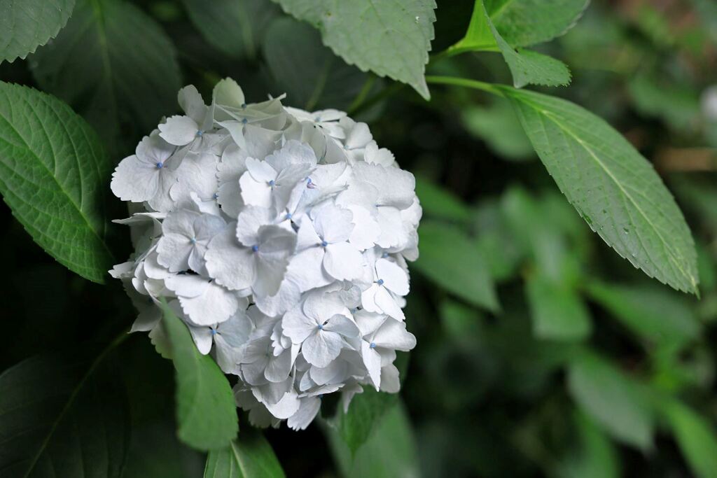 雨降りの紫陽花と本光寺＃５