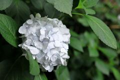 雨降りの紫陽花と本光寺＃５