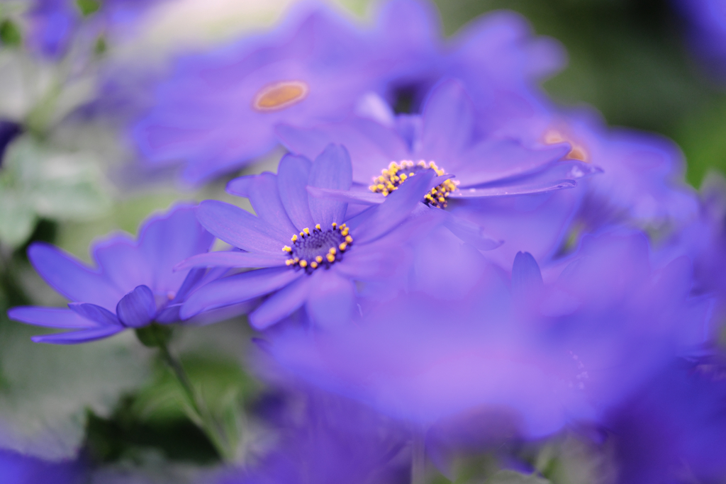 デンパーク・温室内の花たち＃９