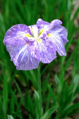 見頃が待ち遠しい花菖蒲#5