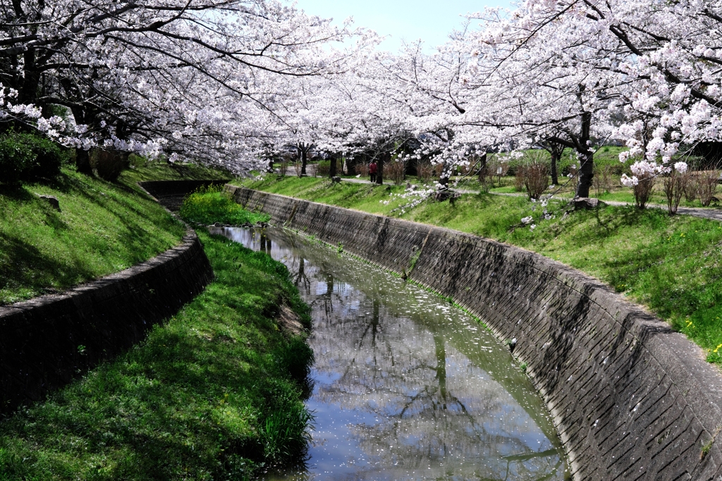 圧巻な水無瀬川のサクラ並木＃５