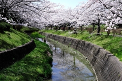 圧巻な水無瀬川のサクラ並木＃５