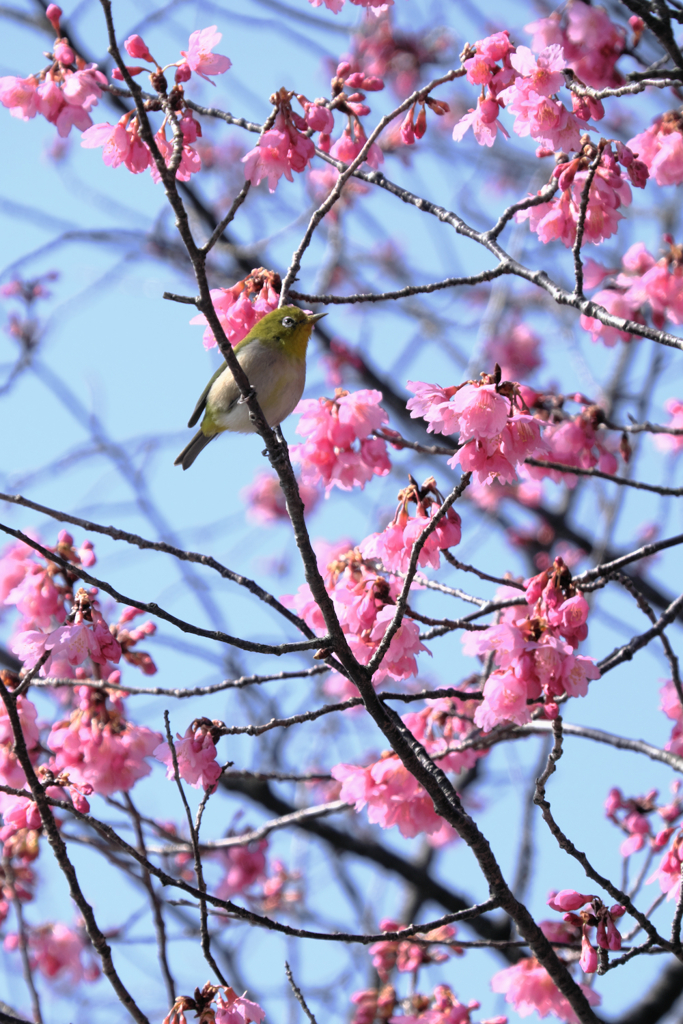 咲き始めた寒緋桜とメジロちゃん＃１０