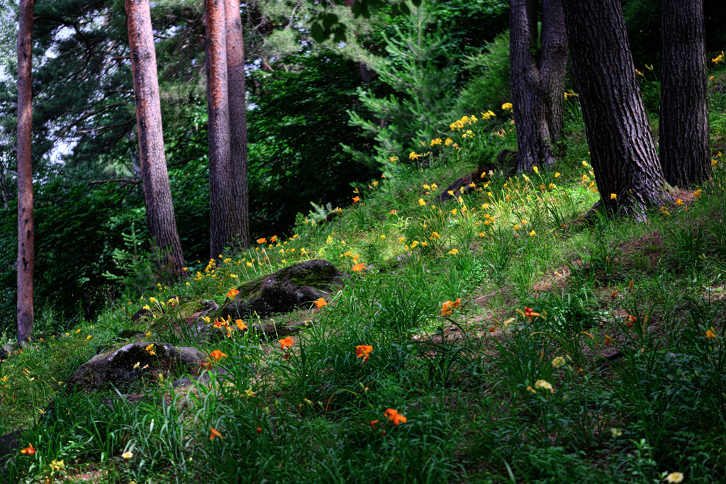 富士見高原・花の里＃８