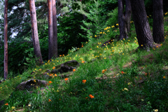 富士見高原・花の里#8