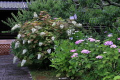 雨に濡れた紫陽花の花＃５
