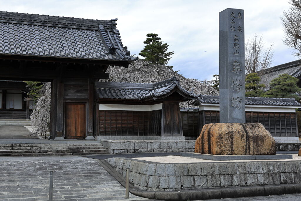 ちょうど見頃の枝垂れ桜＃１