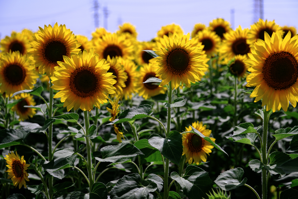 早咲きの向日葵が満開＃２