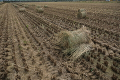 安城市で見掛けたわらロールのある情景＃５