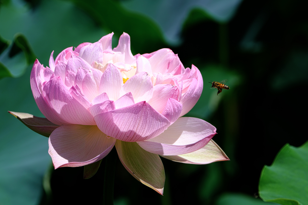 水辺公園蓮の花＃４