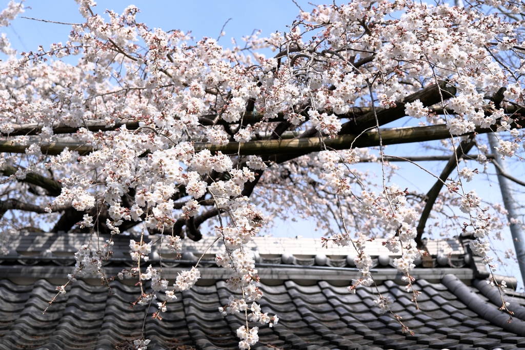 源空院の枝垂れサクラが見頃＃２