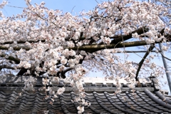 源空院の枝垂れサクラが見頃＃２