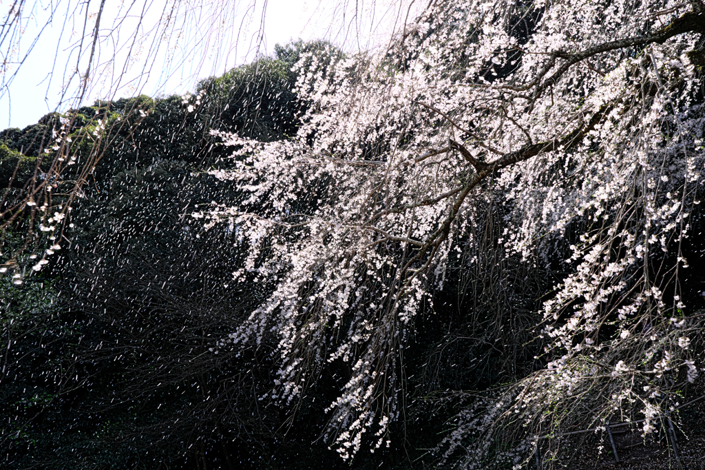 散り際の奥山田枝垂れサクラ＃３