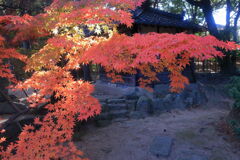 地元のお寺で紅葉狩り＃６