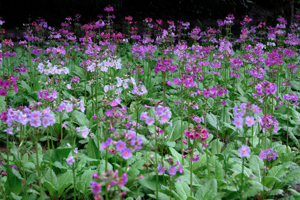 久し振りに会えたクリンソウ＃３