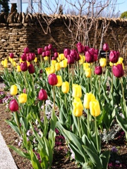 フローラルガーデンよさみ＃２