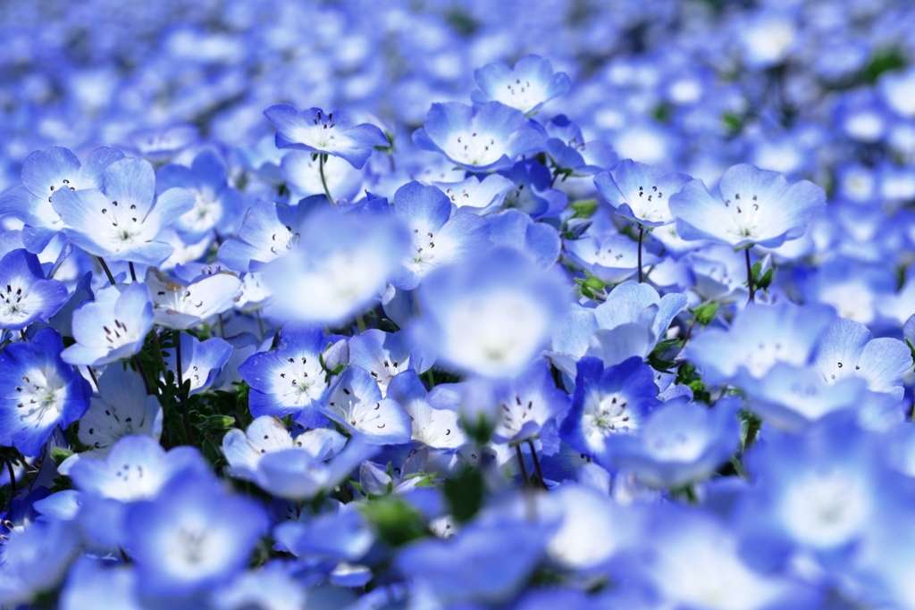 ネモフィラがもう～見頃＃１