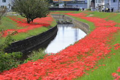 逢妻女川の彼岸花#3