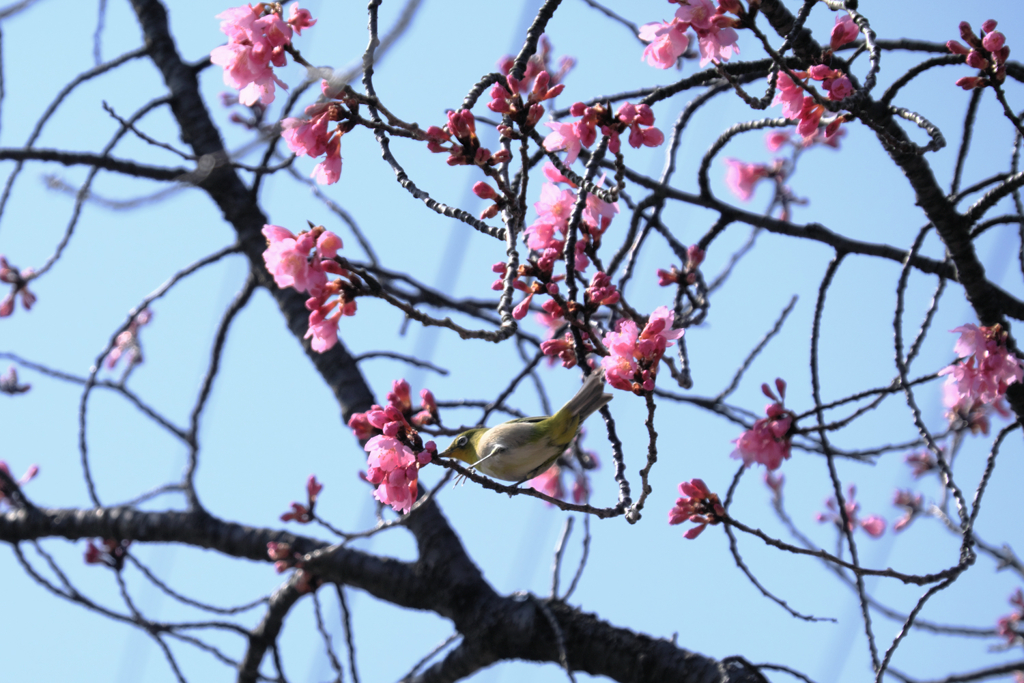 咲き始めた寒緋桜とメジロちゃん＃９
