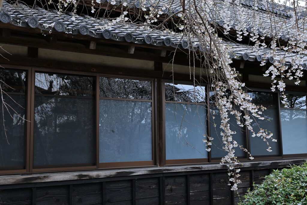 ちょうど見頃の枝垂れ桜＃６