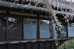 ちょうど見頃の枝垂れ桜＃６