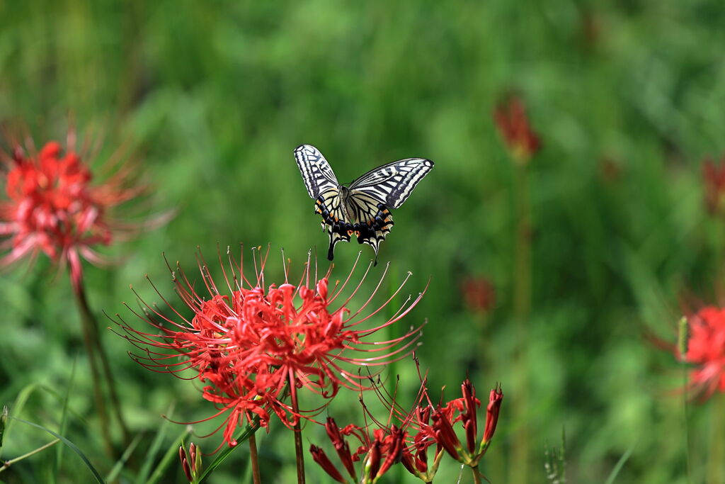 アゲハ蝶と彼岸花＃２