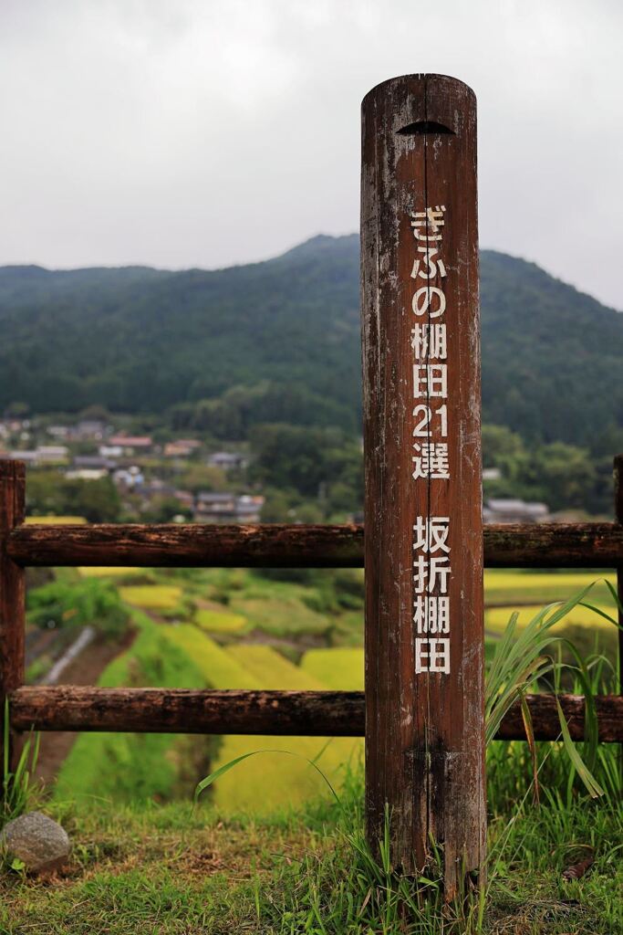 収穫を迎えた恵那市の坂折棚田＃１