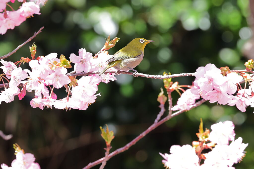 河津桜とメジロちゃん＃８