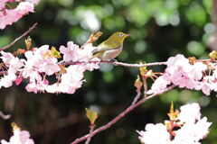 河津桜とメジロちゃん＃８