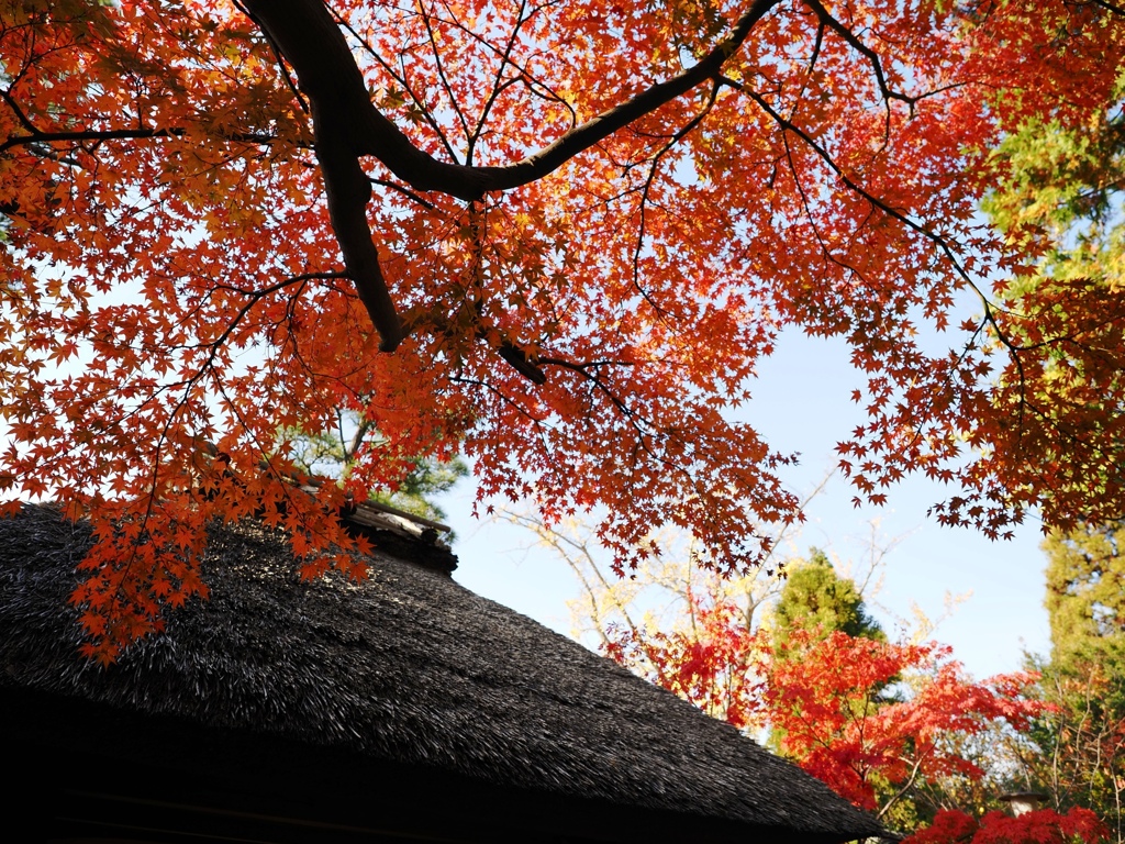 貞照院の紅葉真っ盛り＃５