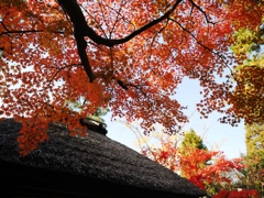 貞照院の紅葉真っ盛り#5