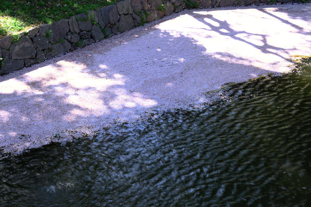 散っても美しいサクラ情景＃５