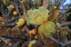 ロウバイが咲き始めた＃３