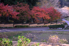 晩秋の紅葉撮影・松平郷#5