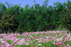 油ヶ淵水辺公園のコスモスたち＃８