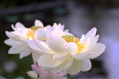 水辺公園の蓮の花＃４
