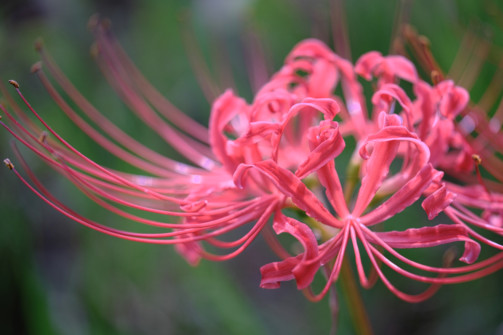 咲き始めた紅い彼岸花＃４