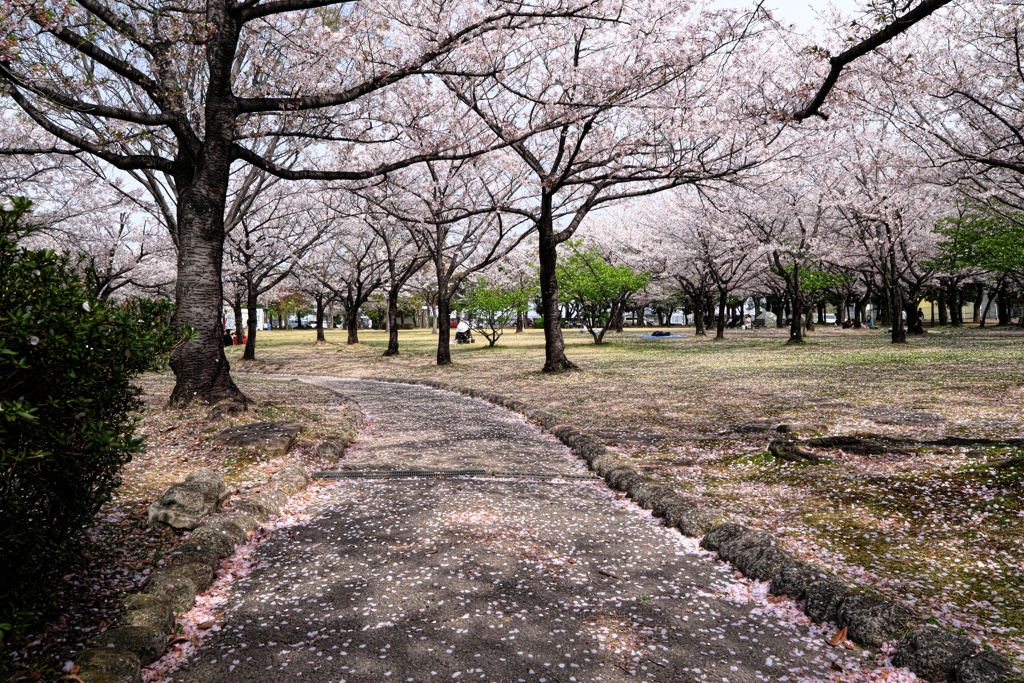 明石公園のサクラとおとぎ列車＃２