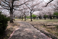 明石公園のサクラとおとぎ列車＃２