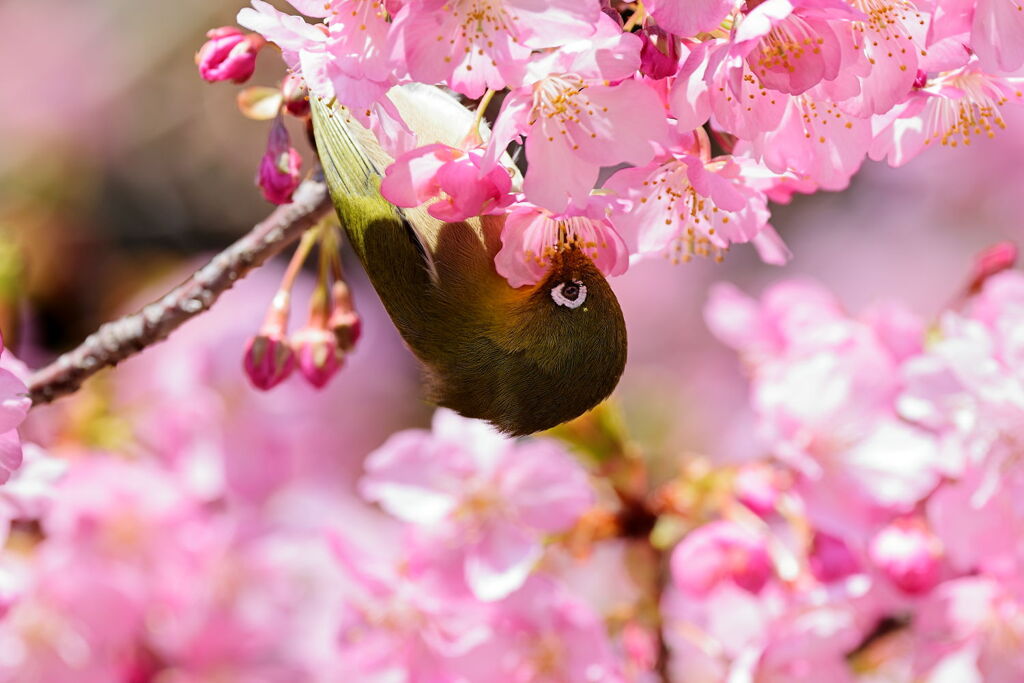 河津桜とメジロちゃんのコラボ＃２